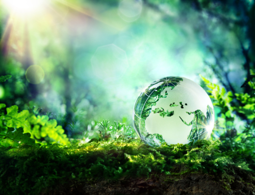 Sot, Dita Botërore e Natyrës 2021, reflektorët përqendrohen te pyjet e rrezikuara