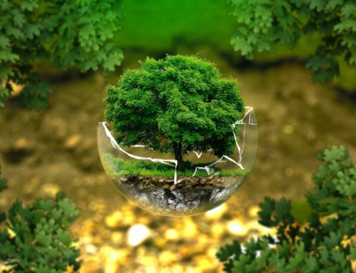 Sa pemë ka në Tokë? Hartat e reja dhe studimet mbi biomasën bimore